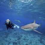 Diver observes one of several Caribbean reef sharks, Bimini.,Scuba diver observes Reef shark.