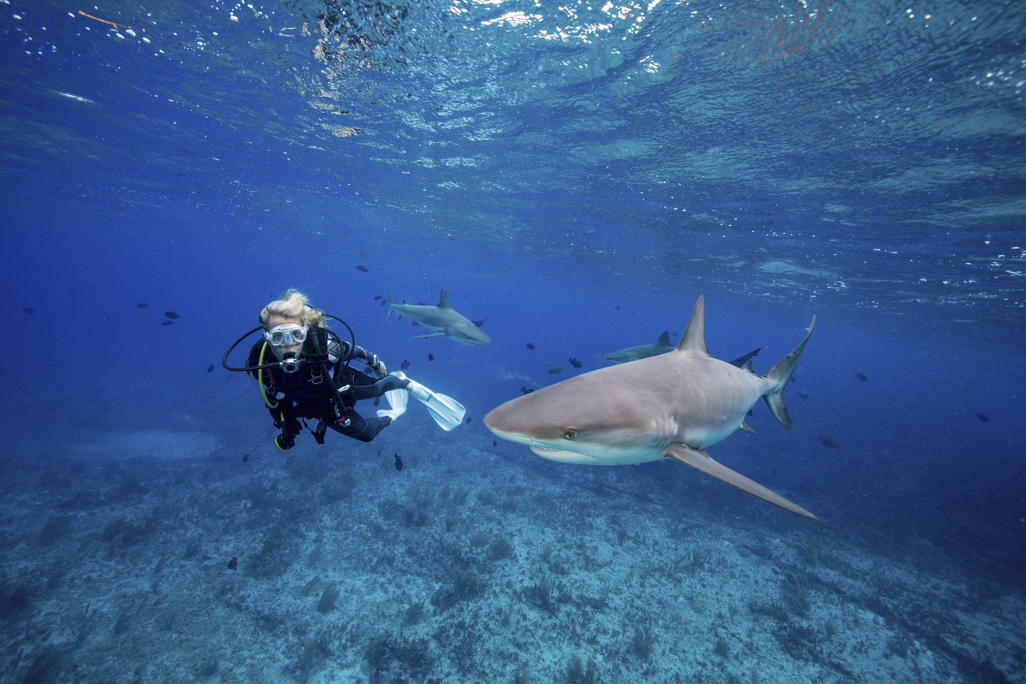 Diver observes one of several Caribbean reef sharks, Bimini.,Scuba diver observes Reef shark.