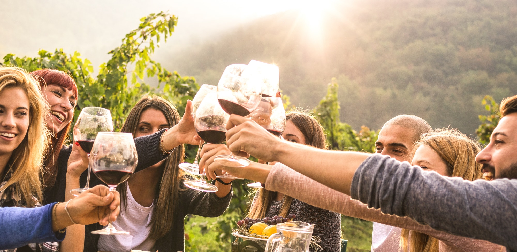 People toasting wine at vineyard picnic