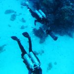 Scuba Diving in the Ocean