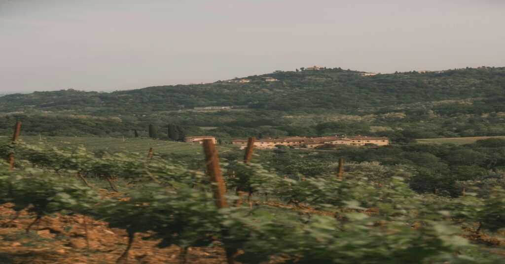 Golden autumn vineyard in Emilia-Romagna hills with grapevines turning red and orange