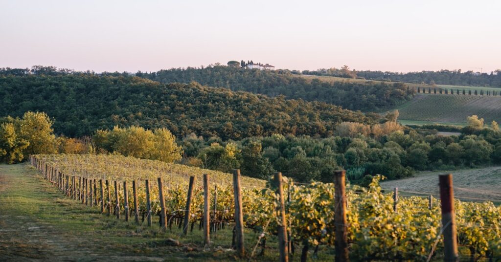 Cyclist riding a touring bike along a gravel road through a Tuscan vineyard with rolling hills in the background