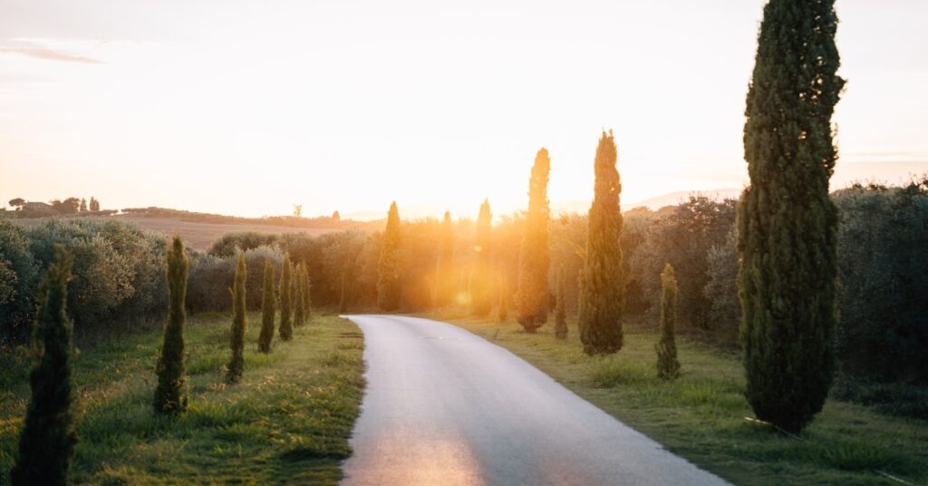 Golden sunlight over rolling Tuscan hills with a lone cypress tree in the foreground during an Italy landscape photography tour
