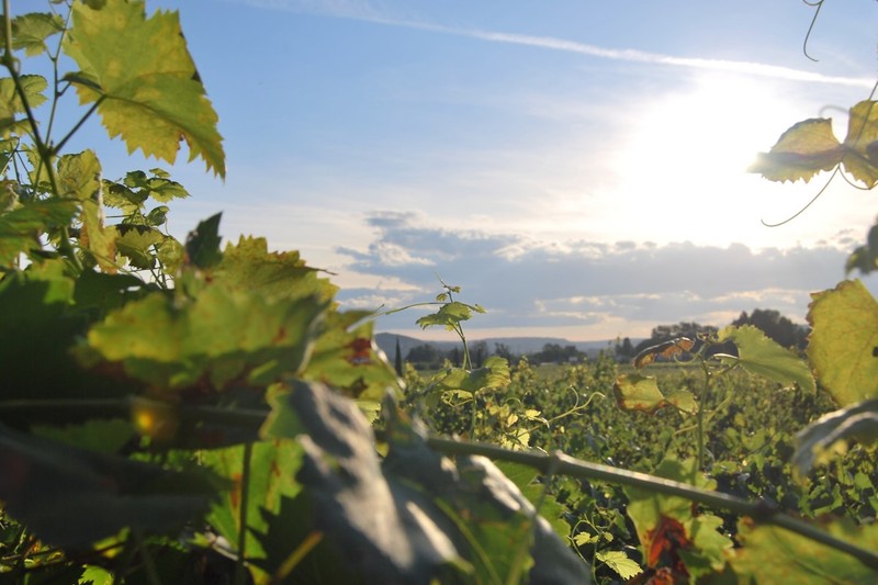 with soft light illuminating the vines