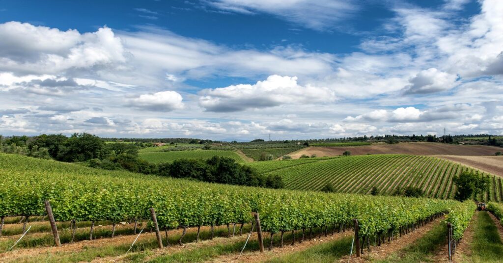Rolling green hills and vineyards in Molise
