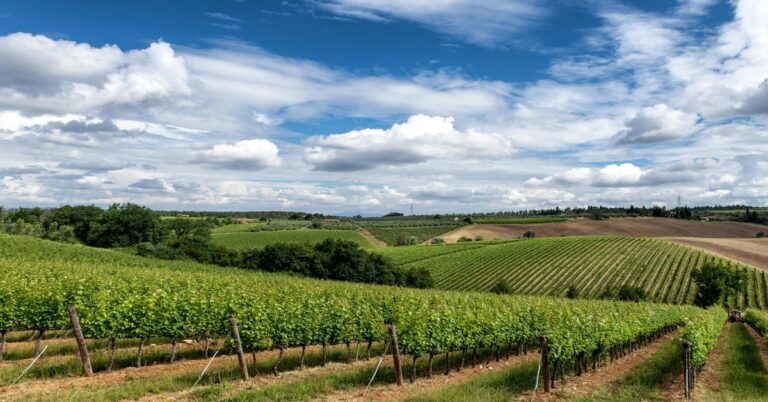 Rolling green hills and vineyards in Molise