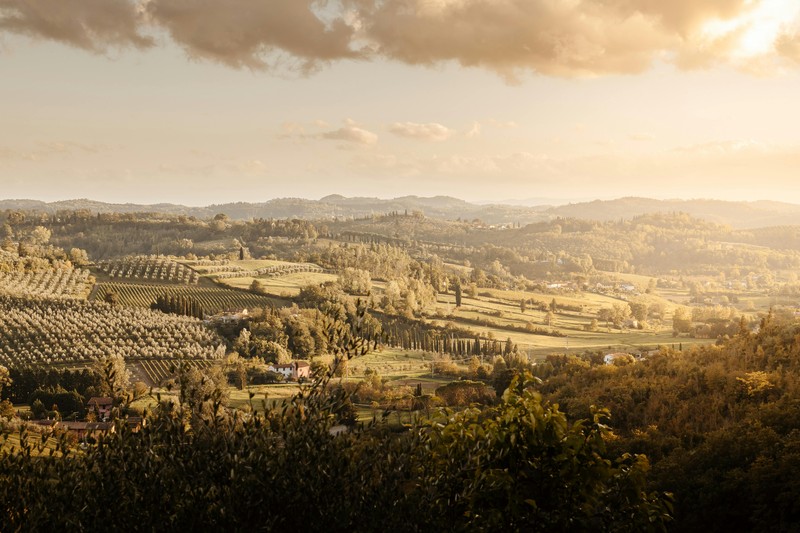 Rolling hills with green vineyards and olive trees under a clear blue sky in the Italian countryside