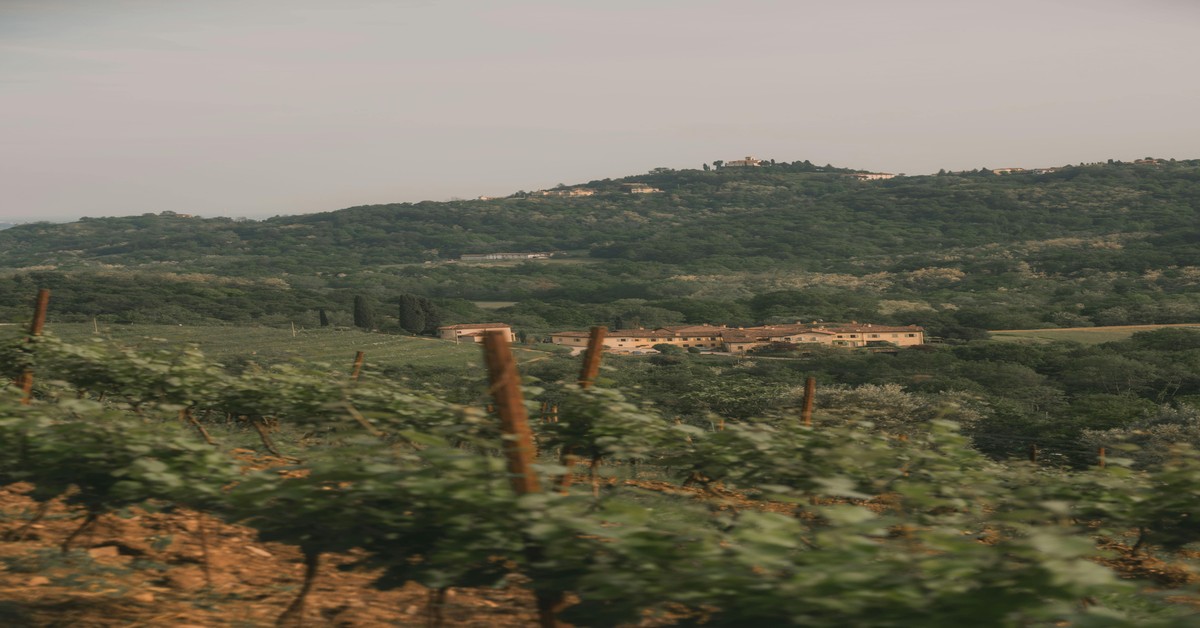 Golden autumn vineyard in Emilia-Romagna hills with grapevines turning red and orange