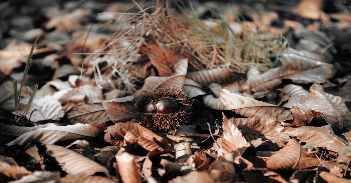Spiky chestnut burrs scattered on the forest floor among fallen leaves in an Apennine woodland