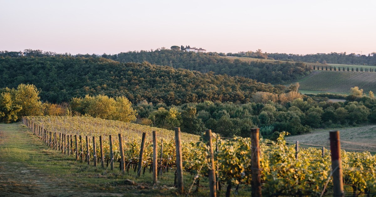 Cyclist riding a touring bike along a gravel road through a Tuscan vineyard with rolling hills in the background