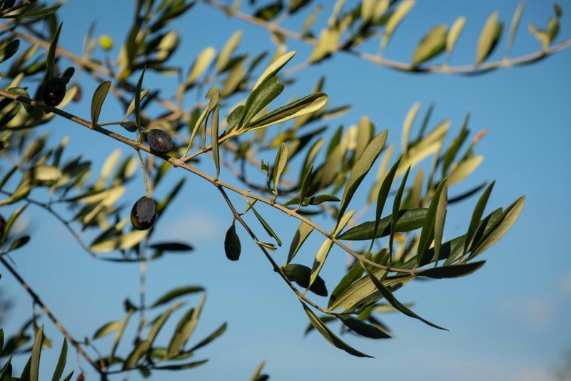 Fresh farm produce including vegetables, olive oil, and cheese from an Italian agriturismo