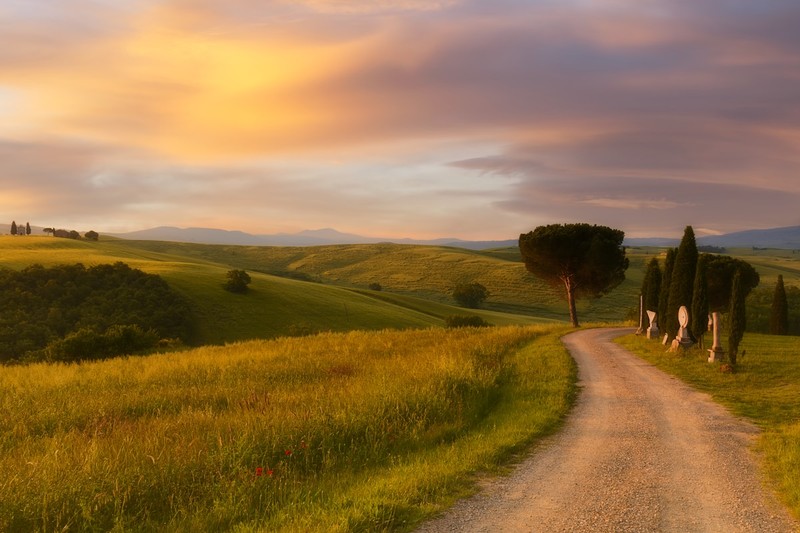 Sunrise at the famous cypress avenue in Val d'Orcia, Tuscany, with glowing light and morning mist