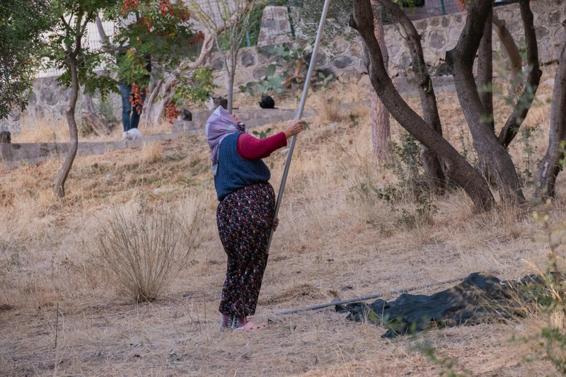 Harvest nets spread beneath olive trees during harvest in Puglia