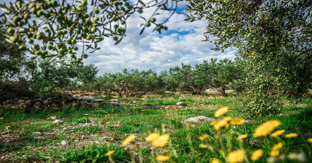 Ancient olive trees in a Puglia grove under a clear sky