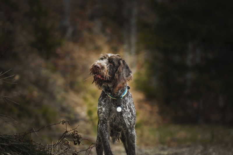 A truffle hunting dog searching in the forest floor during autumn in Emilia-Romagna