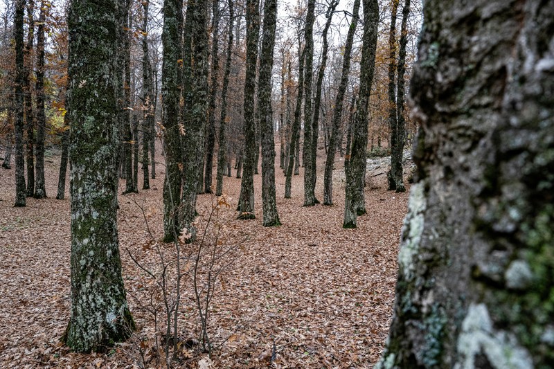 Truffle hunter and dog in Tuscan woodlands with a basket of freshly dug truffles
