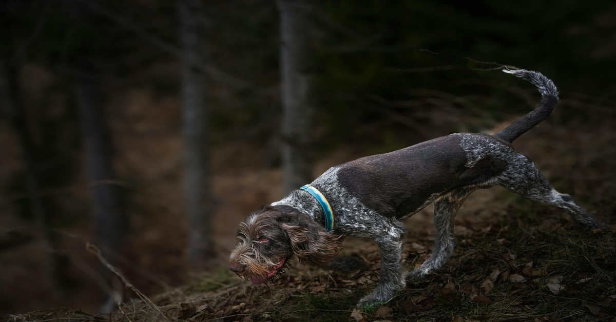 A truffle hunting dog and handler walking through an oak forest in Umbria during autumn