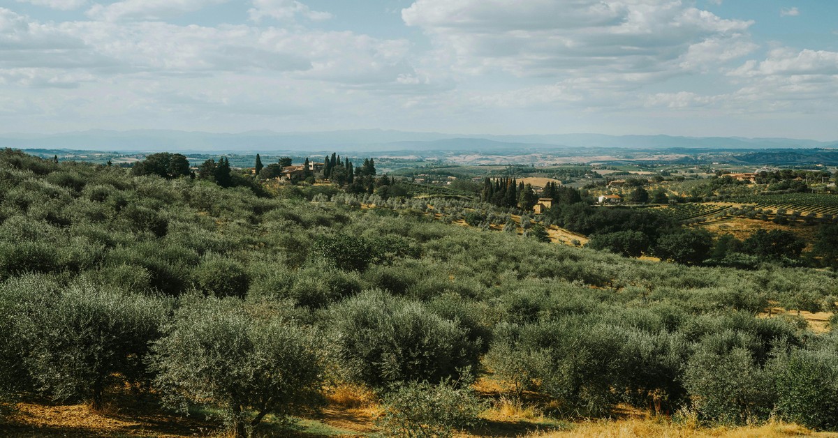 A view of a Tuscan agriturismo with stone buildings surrounded by rolling hills and olive groves under a blue sky