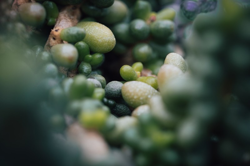 Close-up macro shot of grape cluster on vine, with dew drops and side lighting