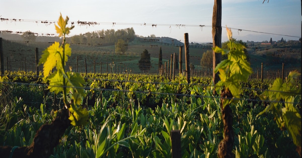 Vineyard rows stretching toward a golden sunrise in Tuscany, with soft light illuminating the vines